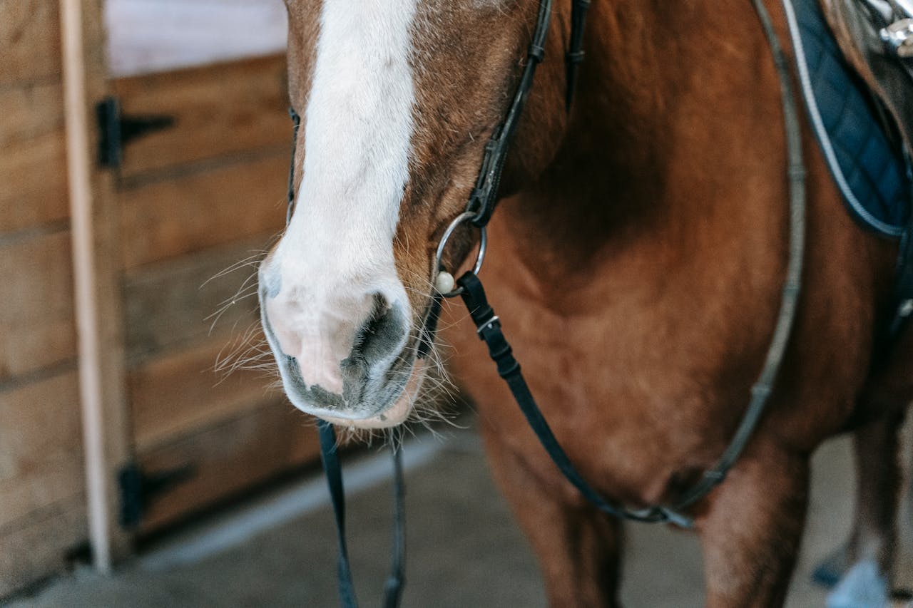 Detailed close-up of a horse with saddle inside a wooden stable, showcasing bridle details.