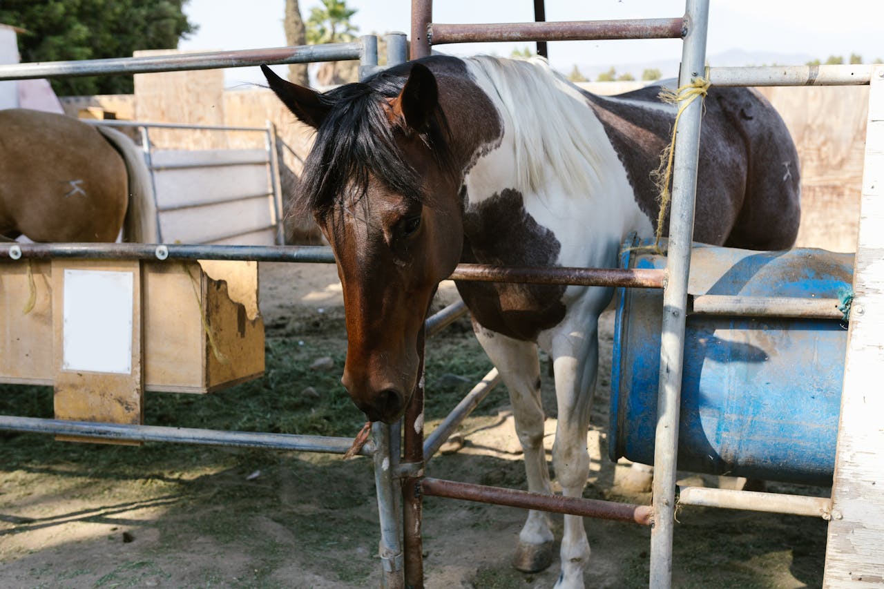 A beautiful paint horse stands in an outdoor stable, surrounded by metal fencing and farm equipment.
